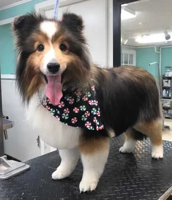 Sheltie dog with a festive bandana, groomed and standing on a table.