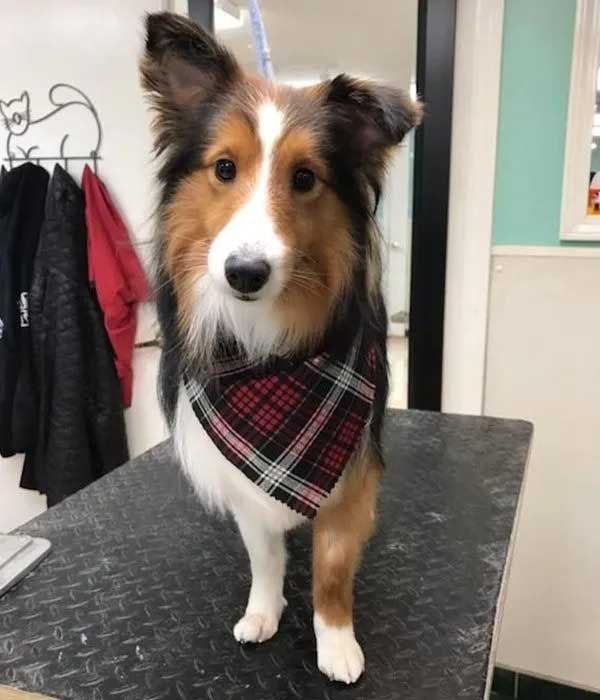 Dog with a black, brown, and white coat wearing a red and black plaid bandana, standing on a grooming table.