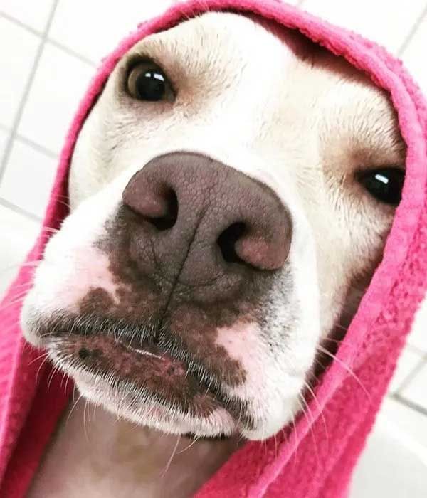 Dog wrapped in a pink towel, close-up shot. Dog has dark eyes, pink nose with brown spots, and a slight frown.