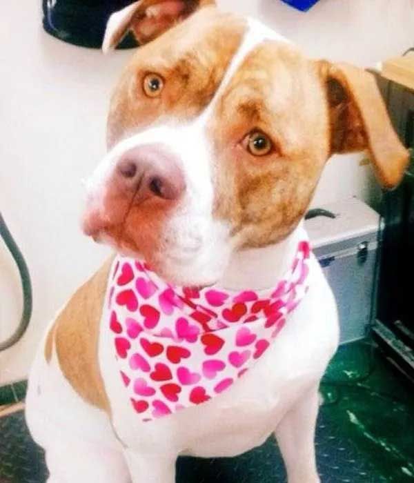 Pit bull dog with white and brown fur wearing a pink heart bandana, looking at the camera.