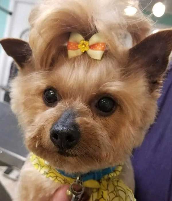 Yorkshire Terrier dog with a yellow bow and collar.