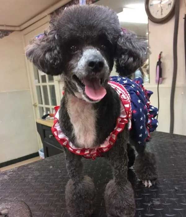 Black poodle wearing a patriotic dress, smiling with tongue out, on a grooming table.