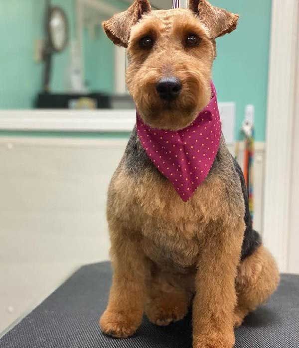 Well-groomed Airedale Terrier wearing a pink polka-dot bandana, sitting.
