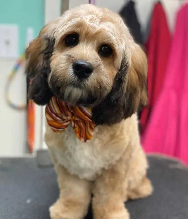 Tan and brown Cockapoo wearing a bow tie, looking at the viewer.