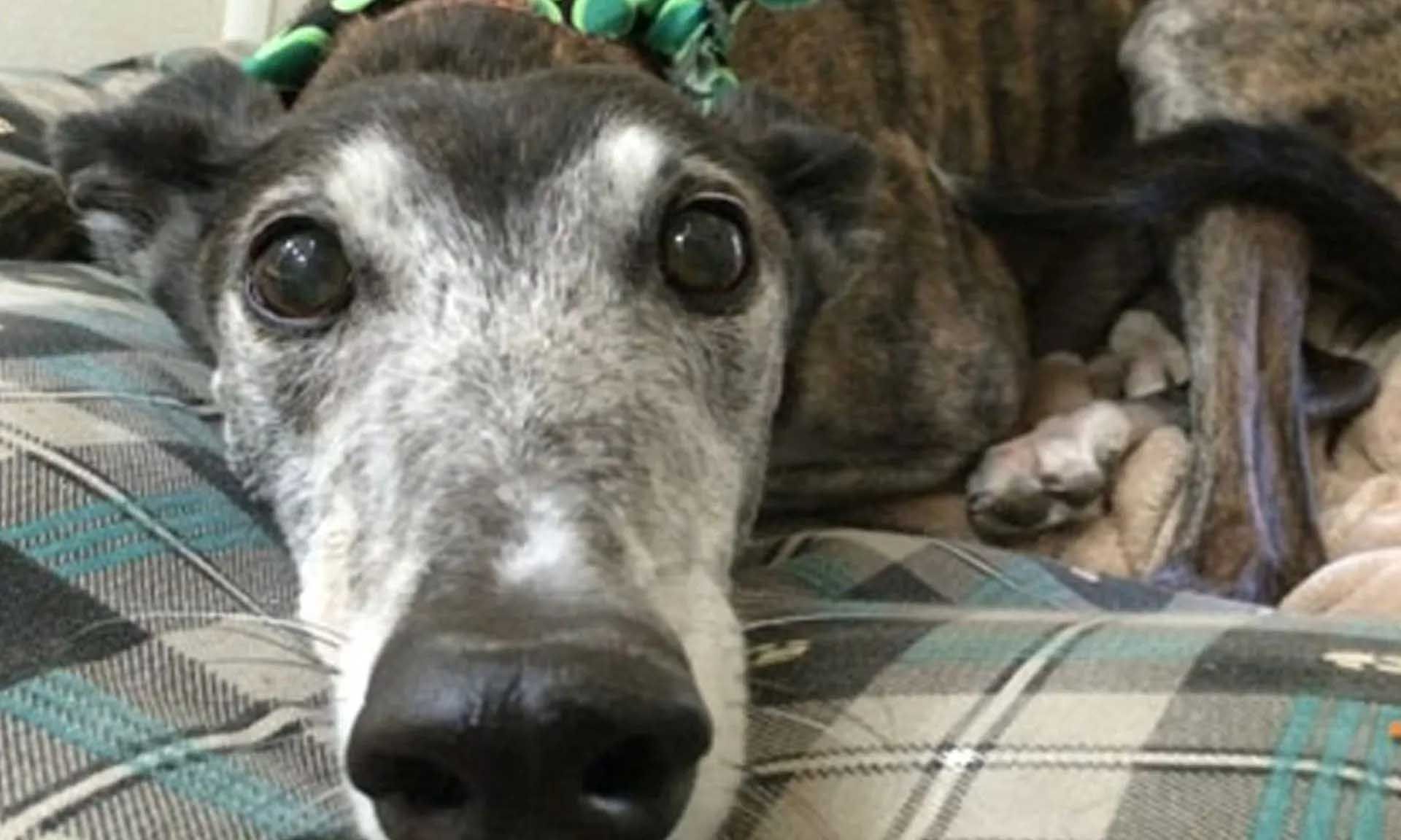 Close-up of a greyhound with a black nose and alert eyes, resting on a plaid cushion.