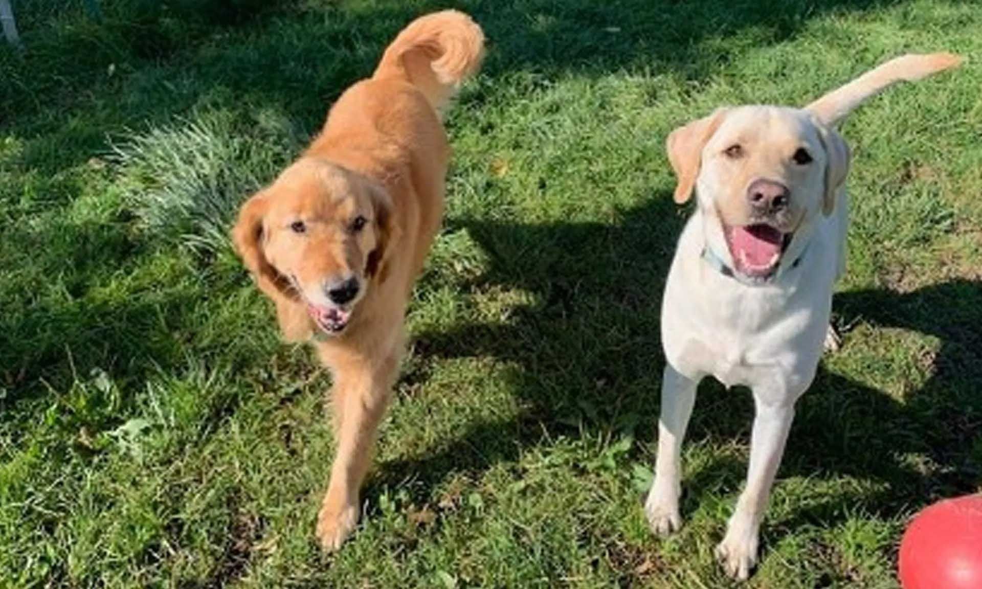 Golden retriever and yellow Labrador dogs on grass, both with happy expressions.