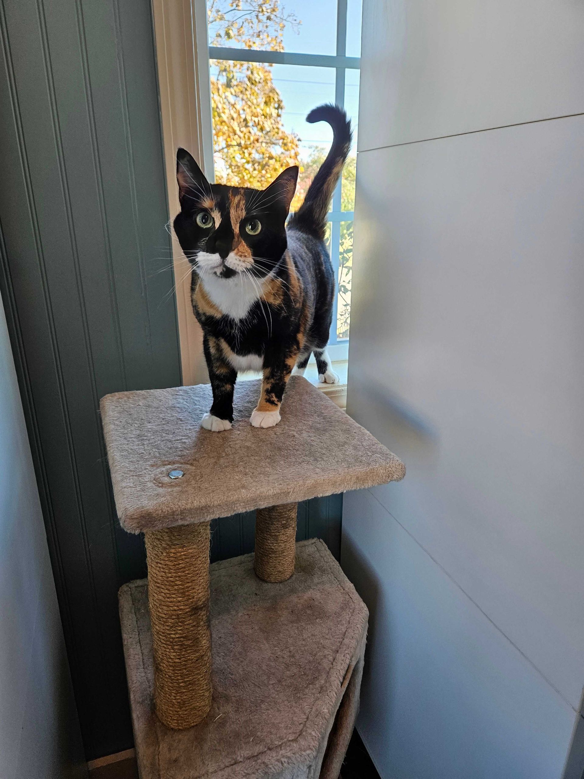 Calico cat standing on a cat tree near a window.