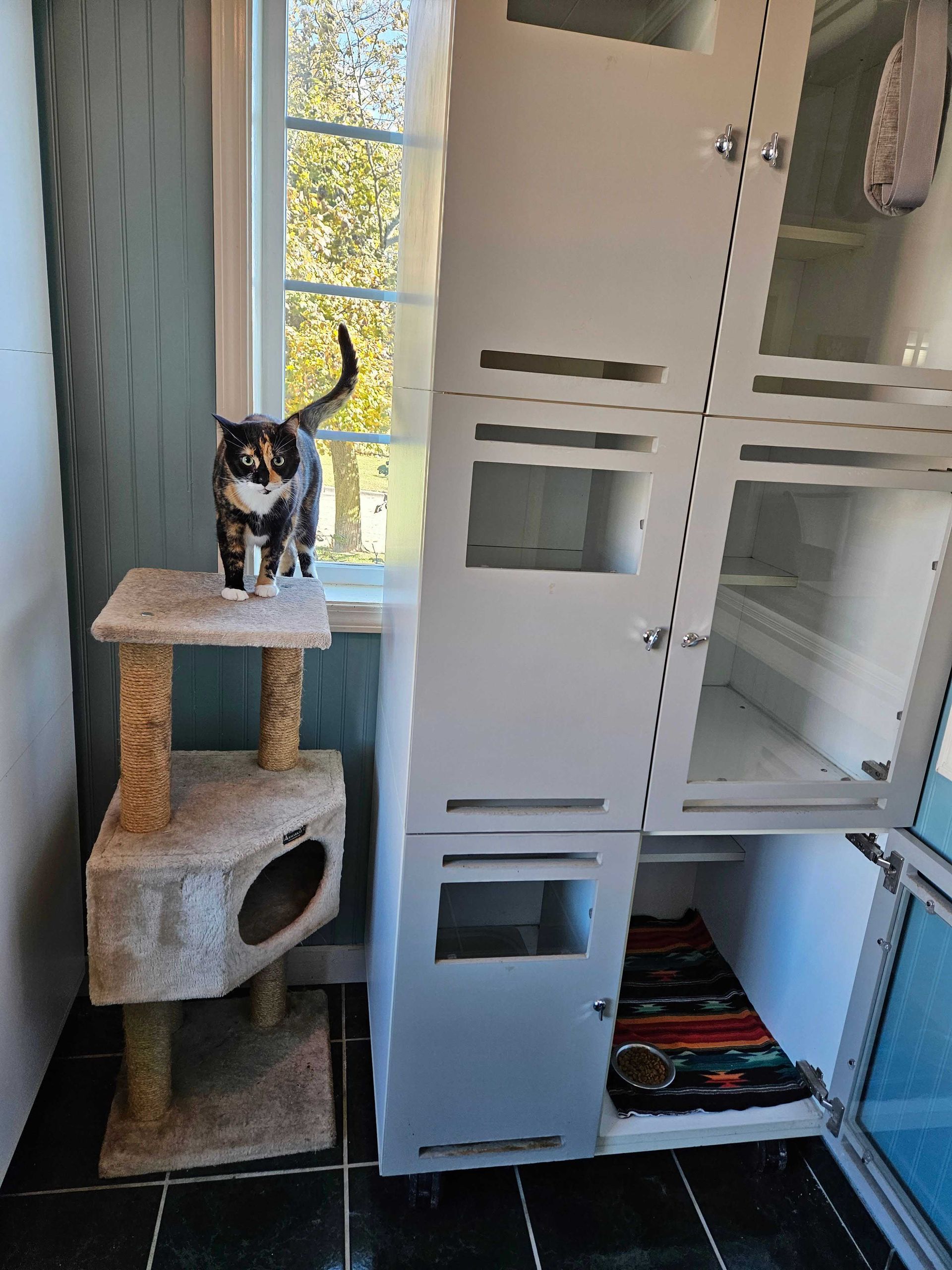 Calico cat on a cat tree near a multi-level white cat condo next to a window.