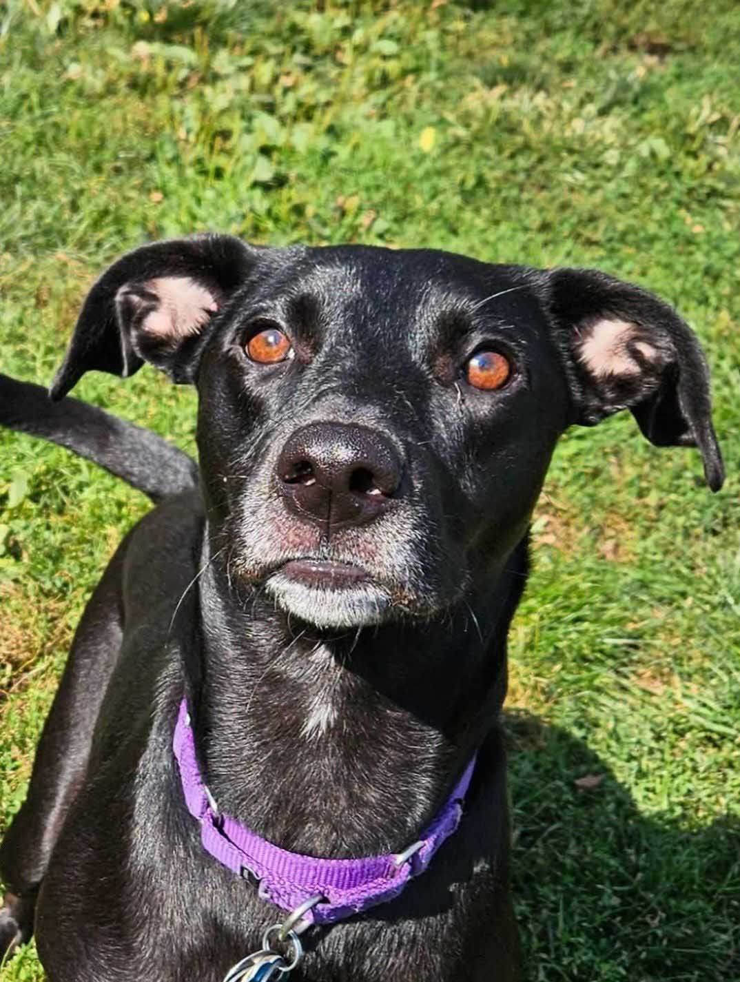 Black dog with brown eyes, wearing a purple collar, looking at the camera on a grassy lawn.