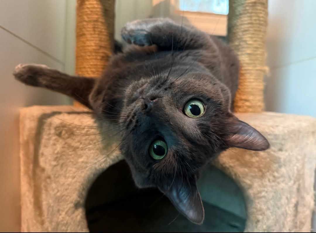 Gray cat lying upside down on a cat tree, looking at the viewer with wide eyes.