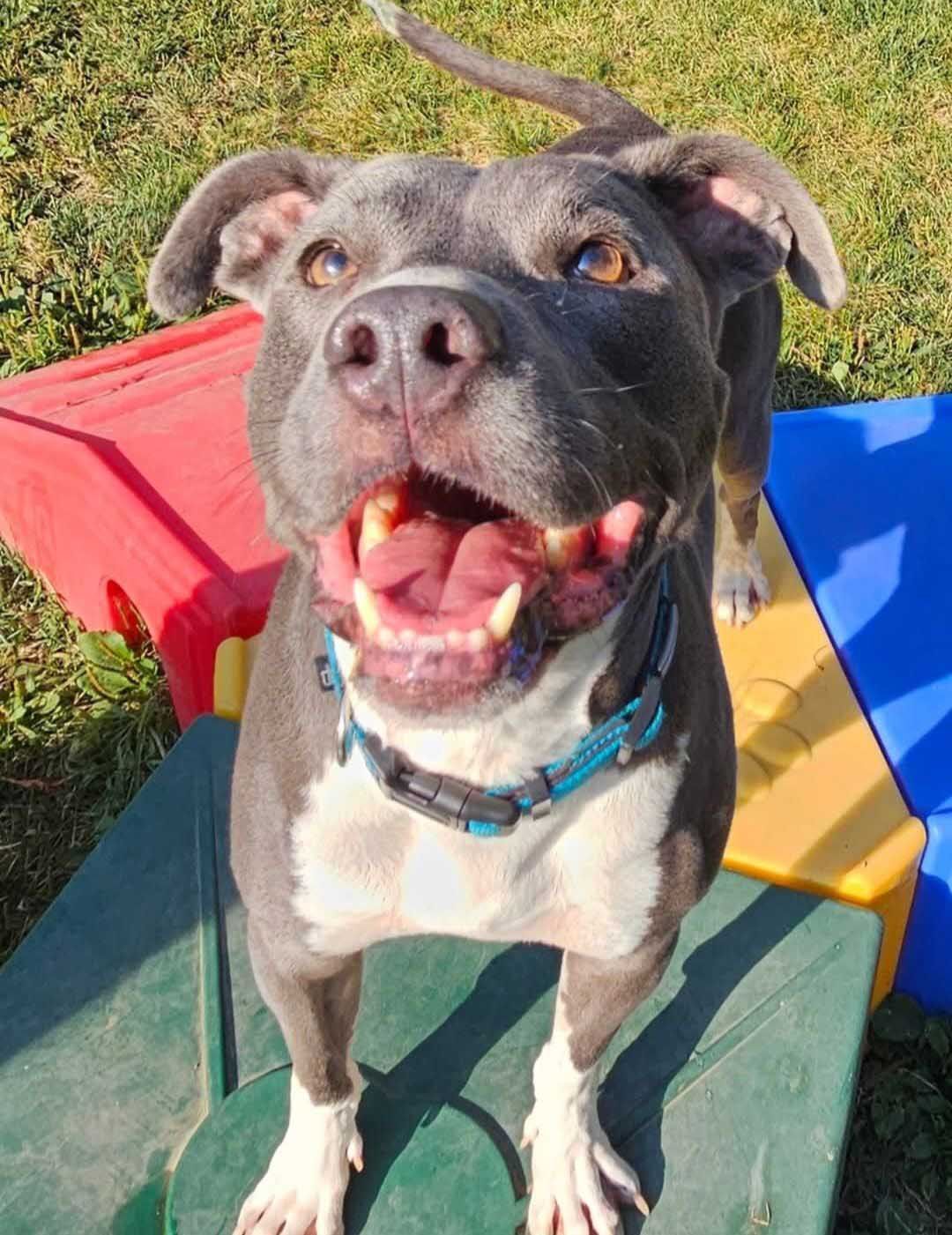 Happy gray and white dog with open mouth, standing on colorful outdoor agility equipment.