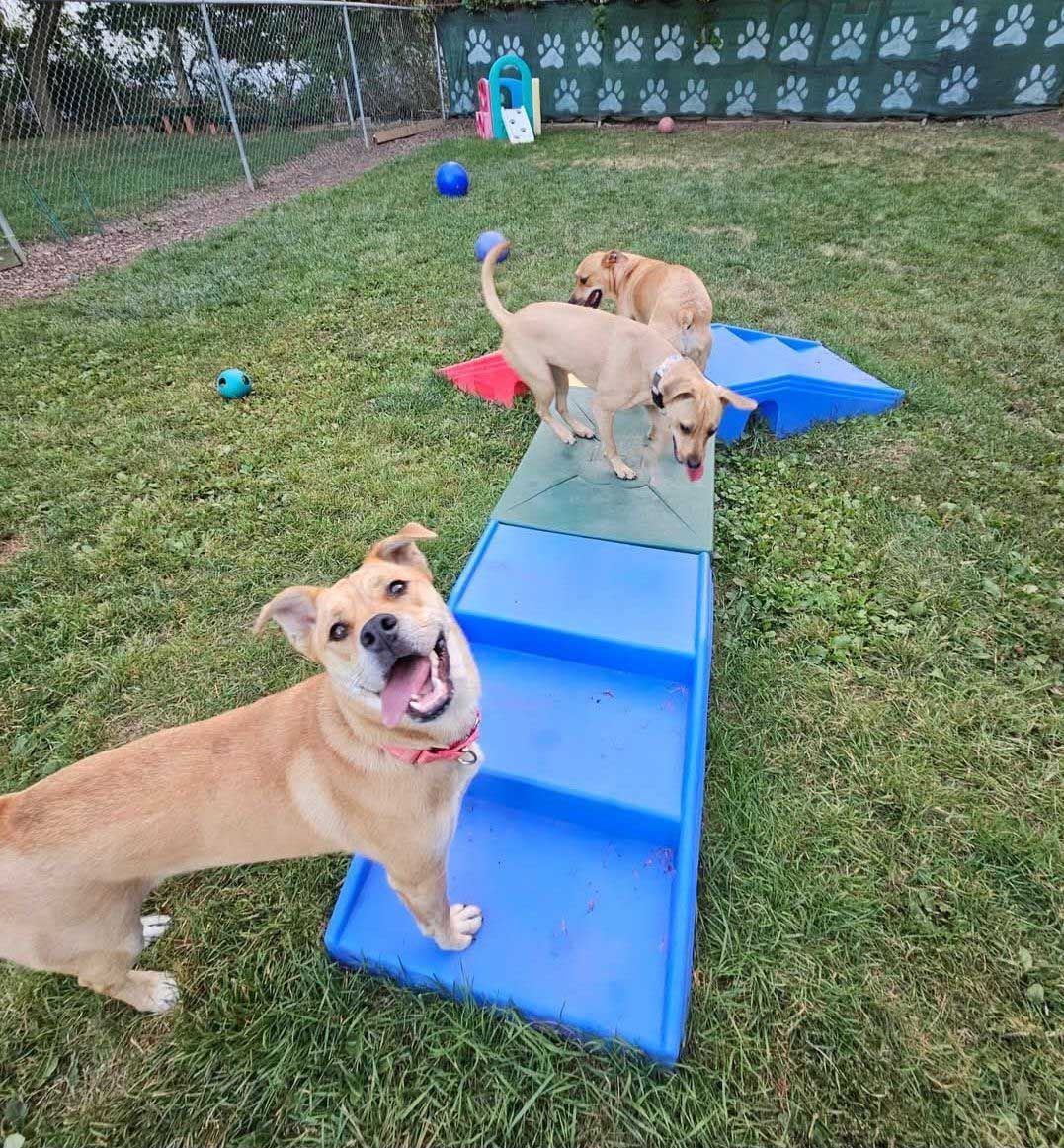 Four tan dogs play on an agility course in a fenced green yard; one dog smiles at the camera.