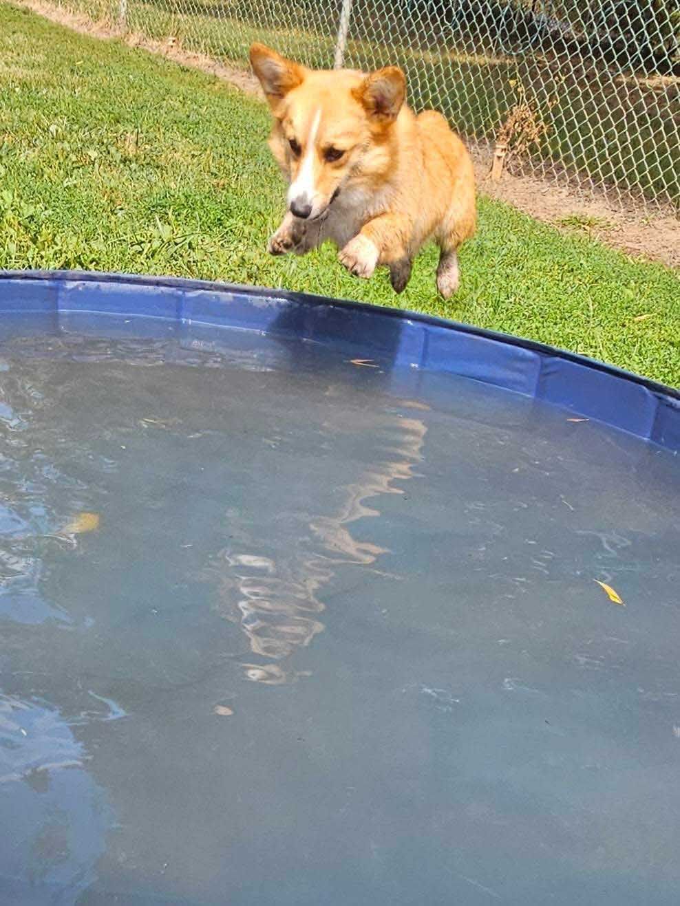 Corgi leaping over a small blue pool. Green grass and fence in the background.