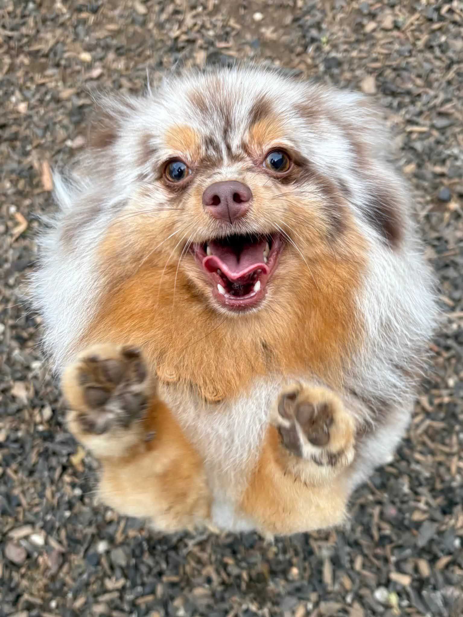 Fluffy, multicolored Pomeranian dog smiling with paws up on a mulch surface.