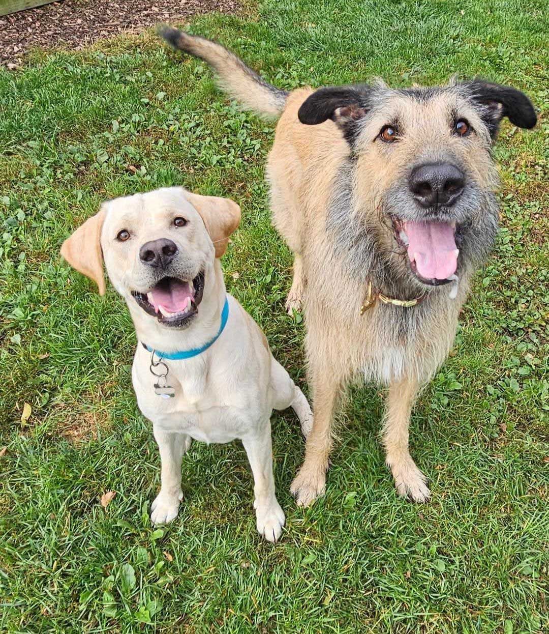 Two smiling dogs on green grass; yellow Labrador, and tan terrier mix.