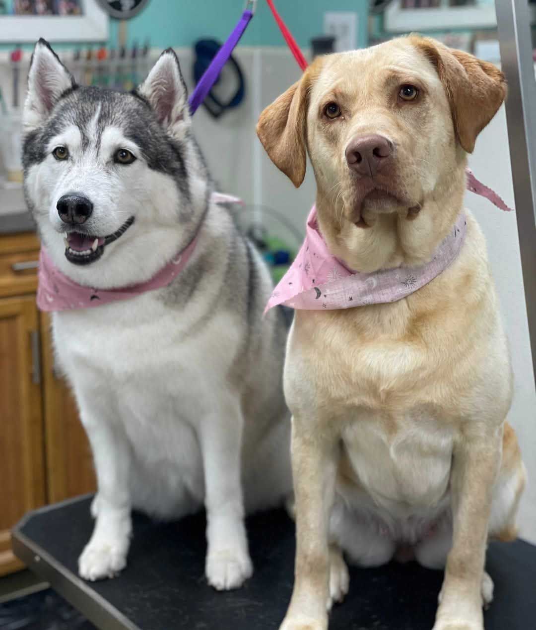 Husky and yellow Labrador dogs wearing pink bandanas, sitting side-by-side on a grooming table.