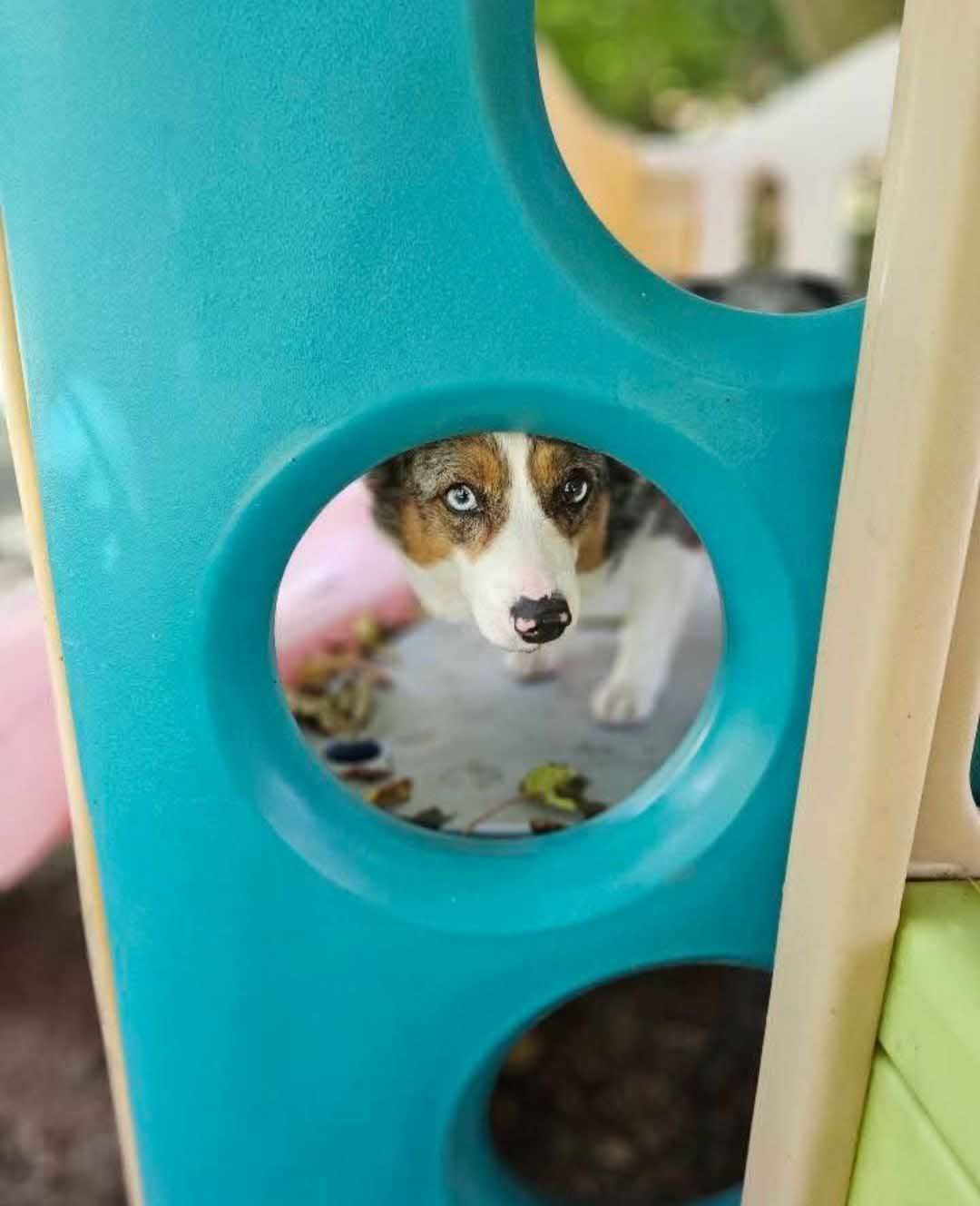 Dog peeks through a blue circular hole in a play structure. White face, blue eyes, brown markings.