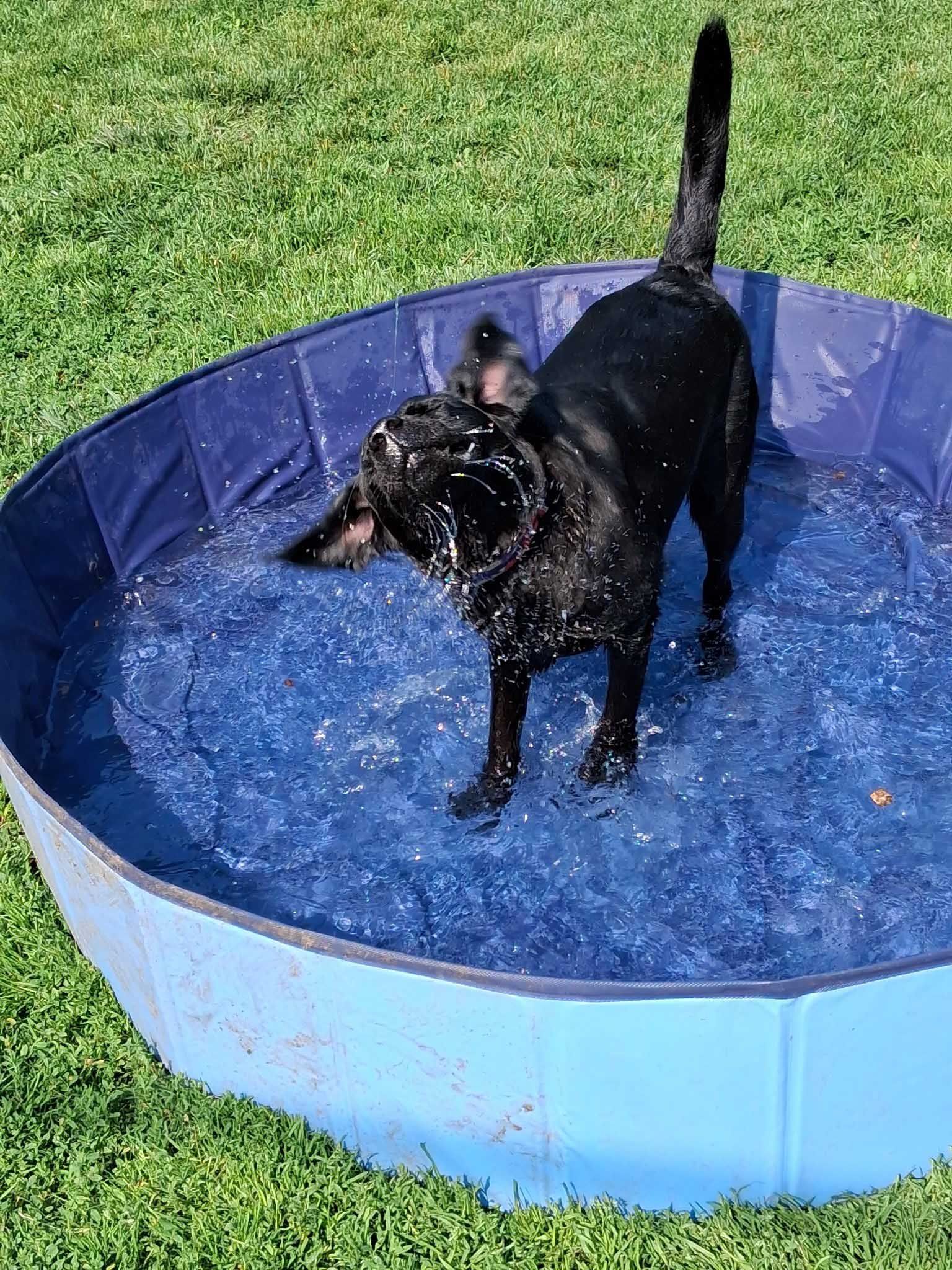 Black dog shaking water off in a blue, shallow kiddie pool on grass.