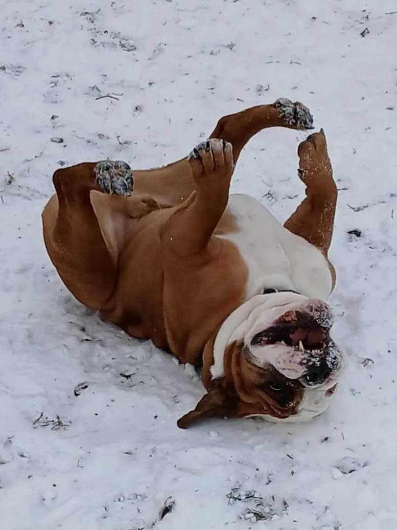 Bulldog rolling on its back in the snow, brown and white fur, paws in the air.