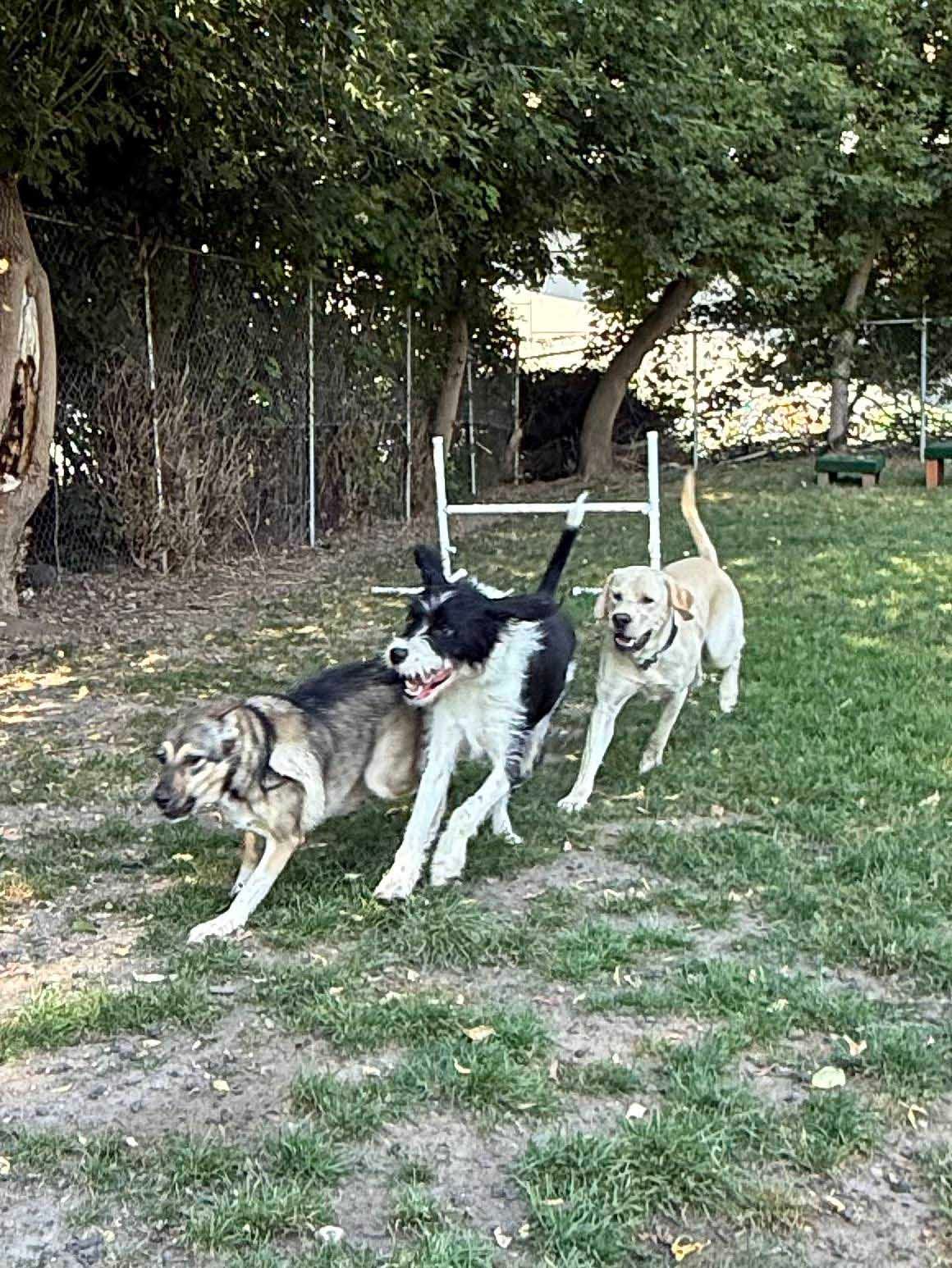 Three dogs run across a grassy yard toward a jump.
