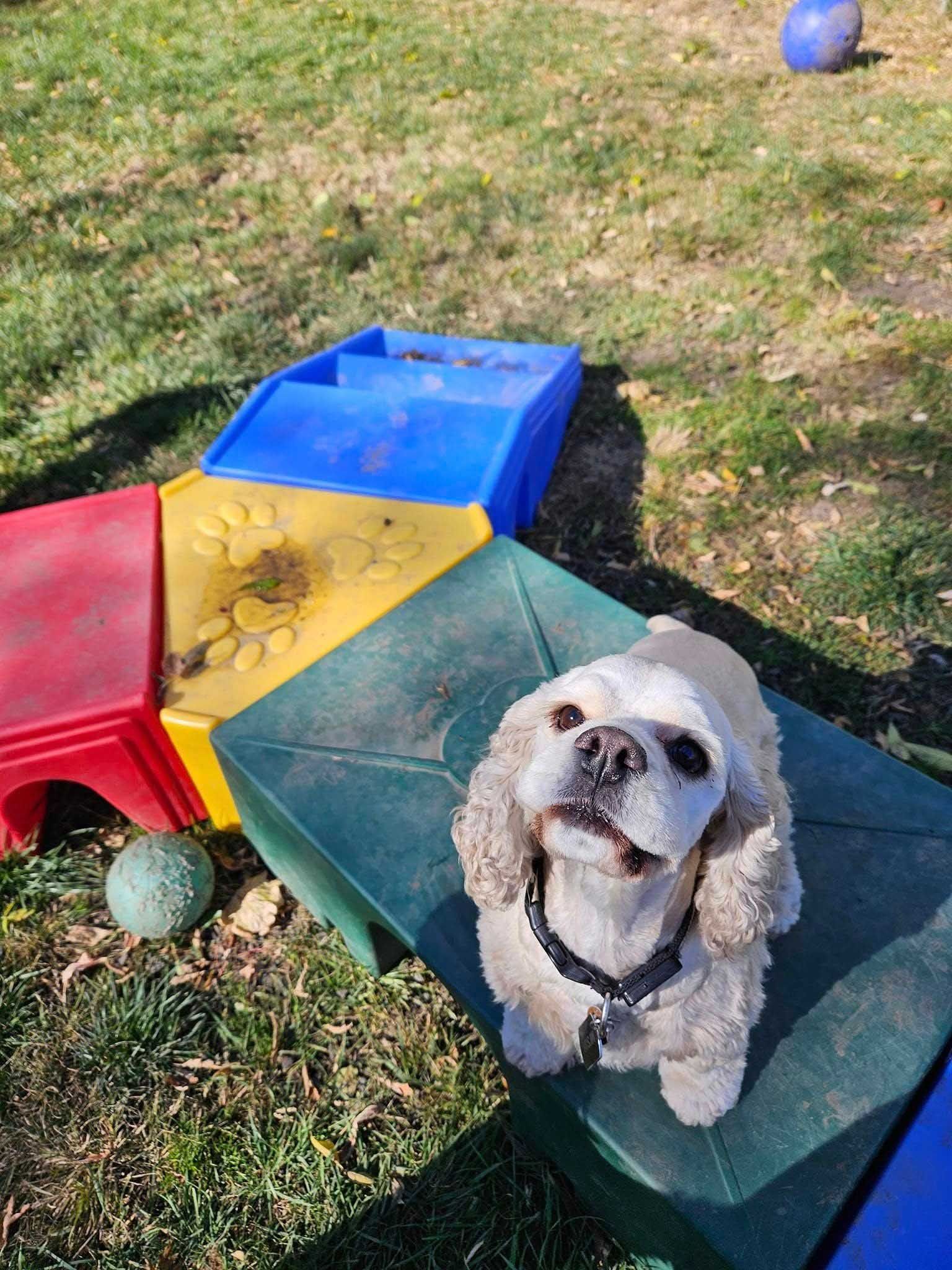 Beige Cocker Spaniel sits on green platform, looking up, dog park equipment in background.