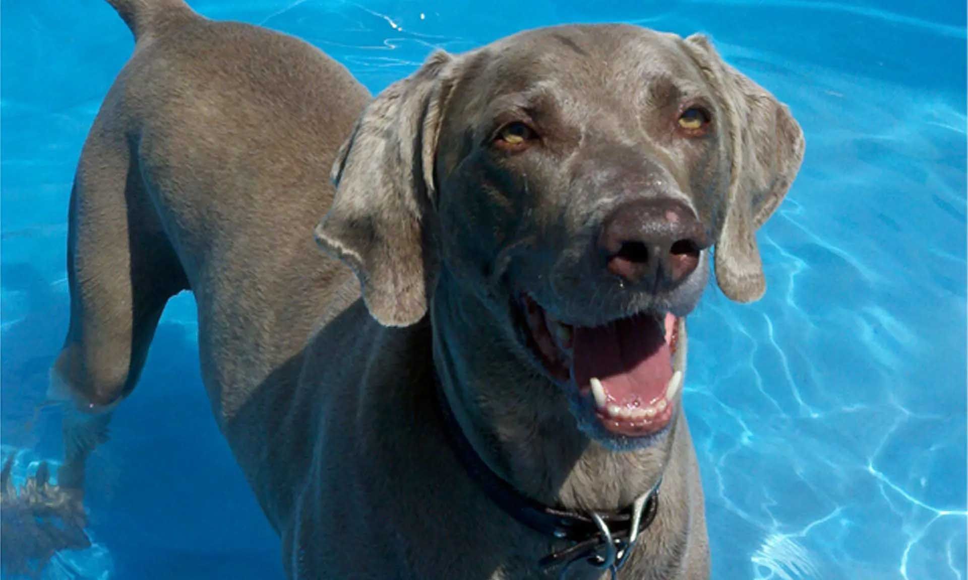 Weimaraner dog in a pool, smiling with mouth open. Gray fur, blue water, sunny day.