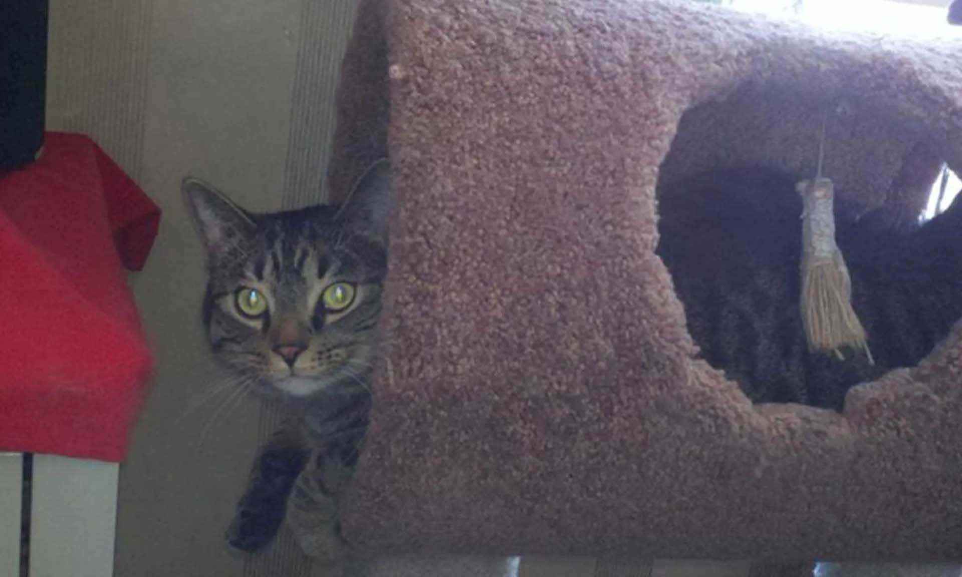 Tabby cat peeks out from a brown cat house, with curious expression and green eyes.