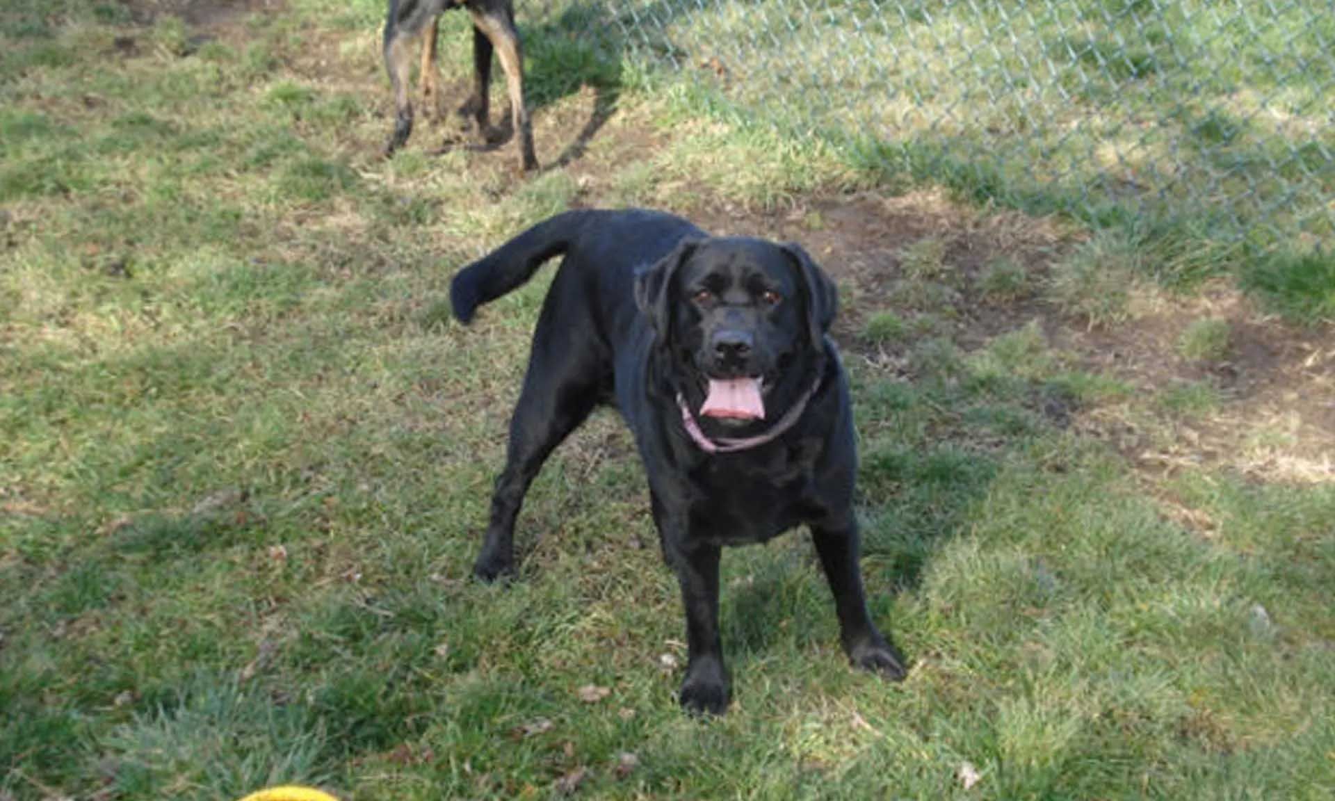 Black Labrador dog standing in green grass, mouth open. Another dog visible in the background.