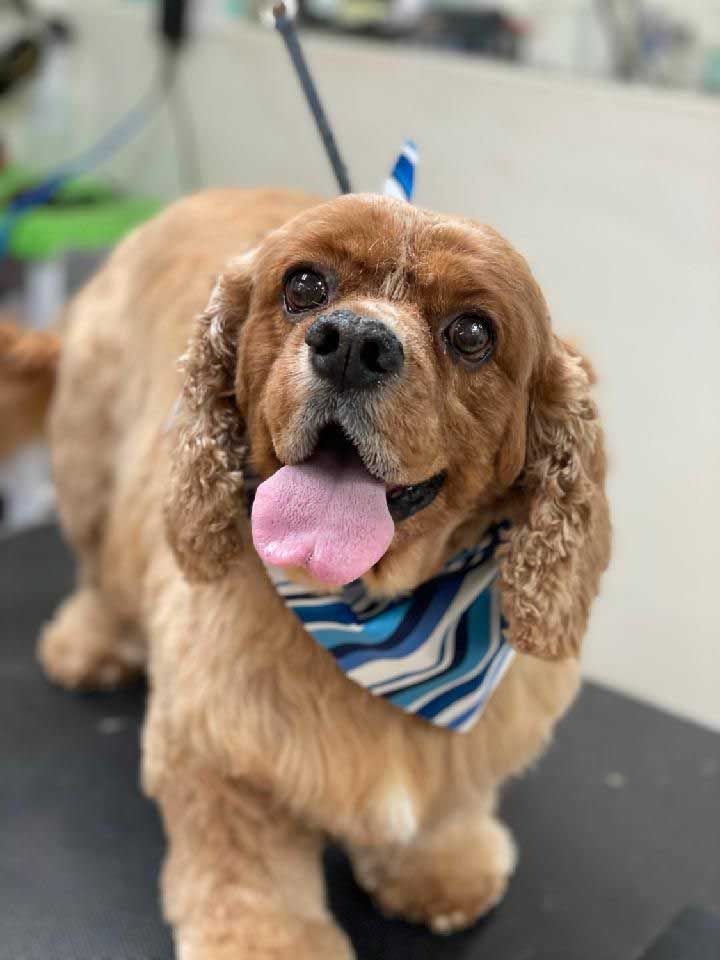Smiling Cocker Spaniel dog with a blue and white bandana, after a grooming session.