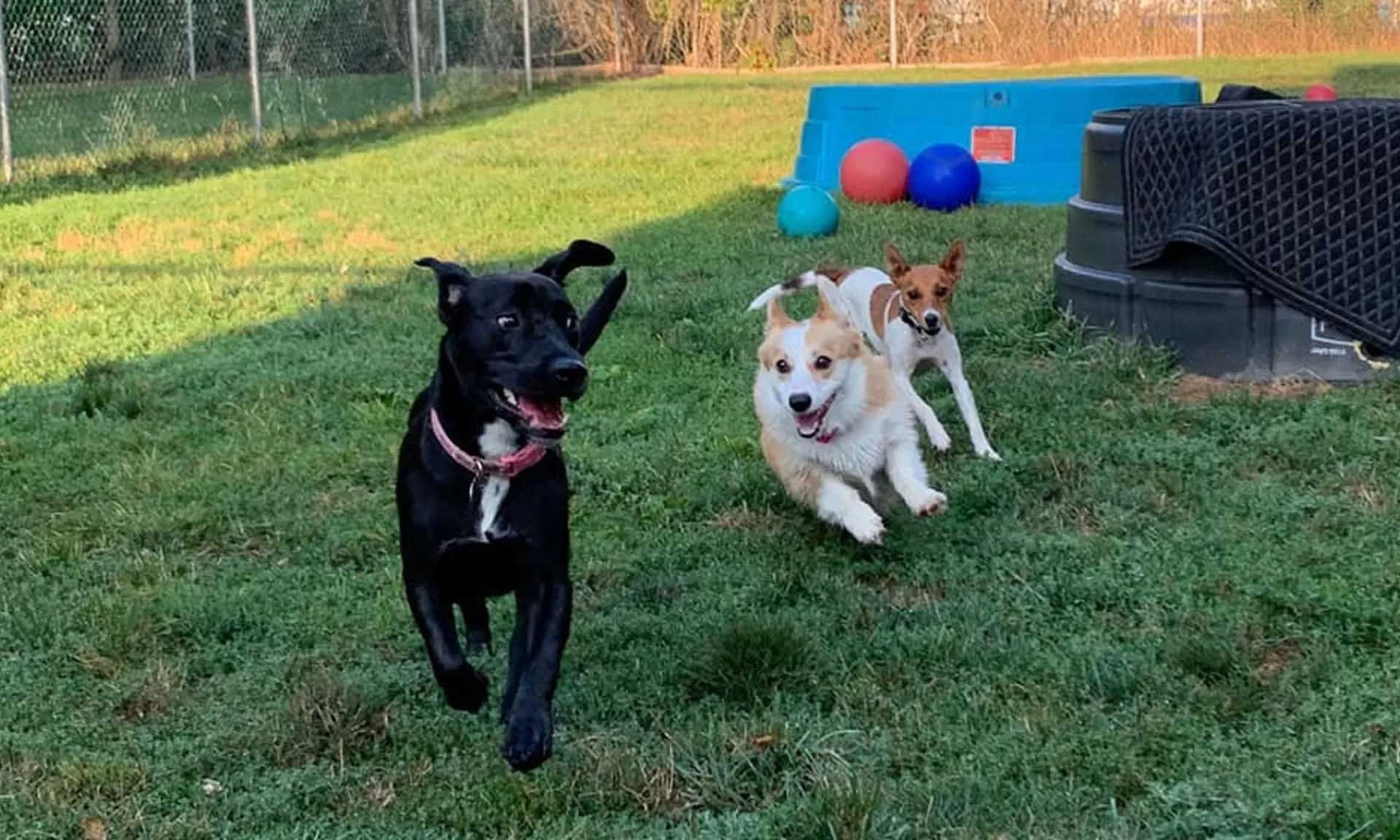 Three dogs running on green grass; black, white and brown. Play area with toys in background.