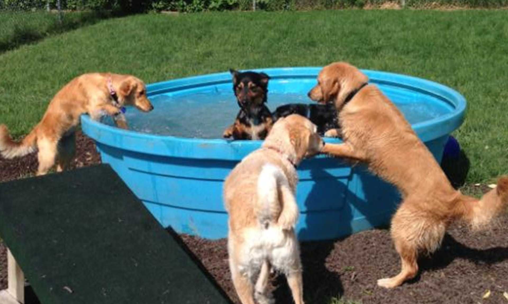 Dogs playing in a blue plastic pool on a sunny day.