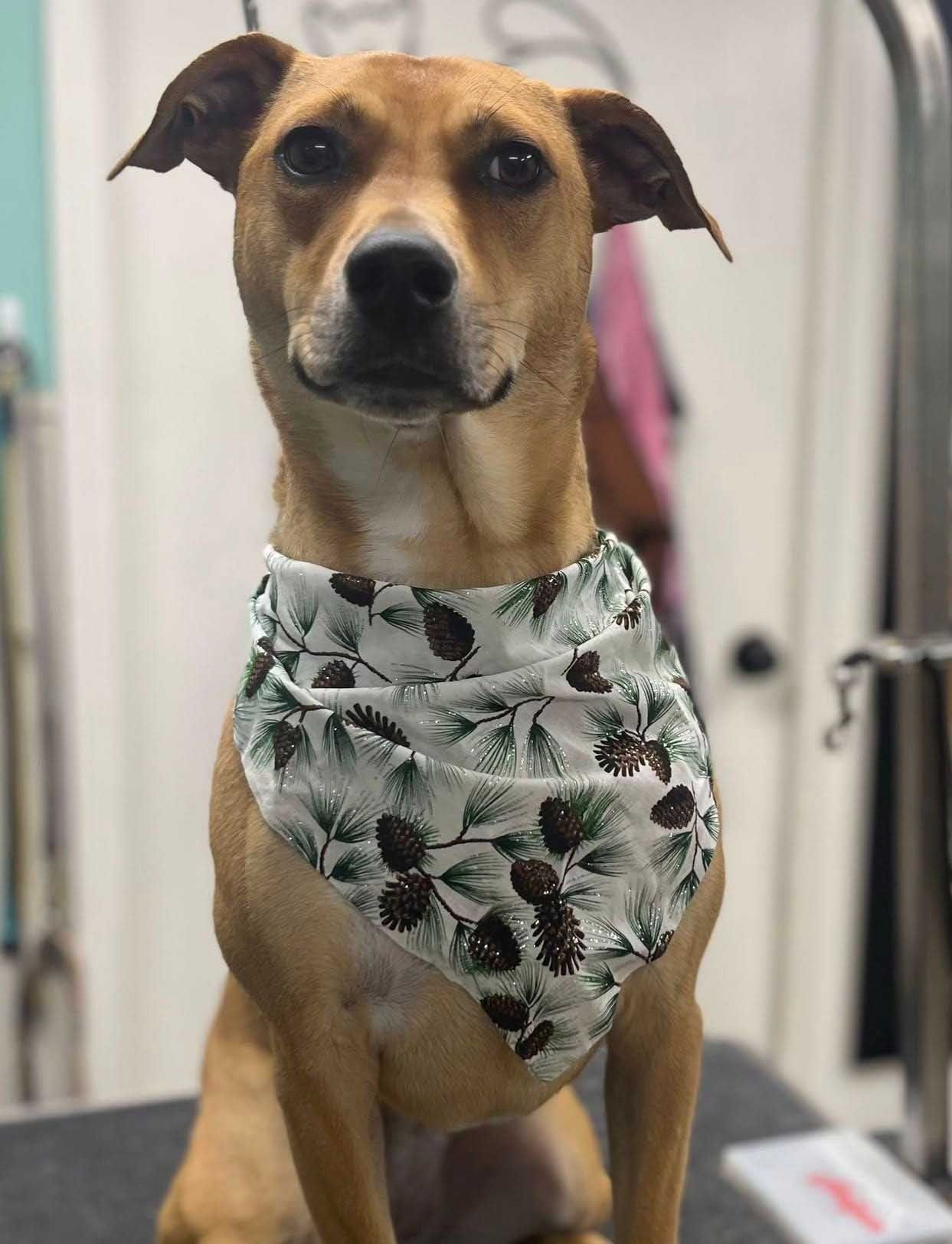 Tan dog wearing a white bandana with pinecone pattern, looking directly at the viewer.