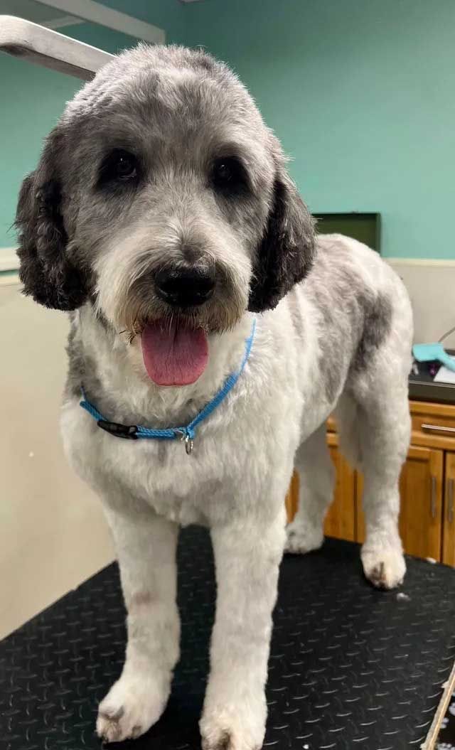 Dog with gray and white fur, wearing a blue collar, stands on a black surface.