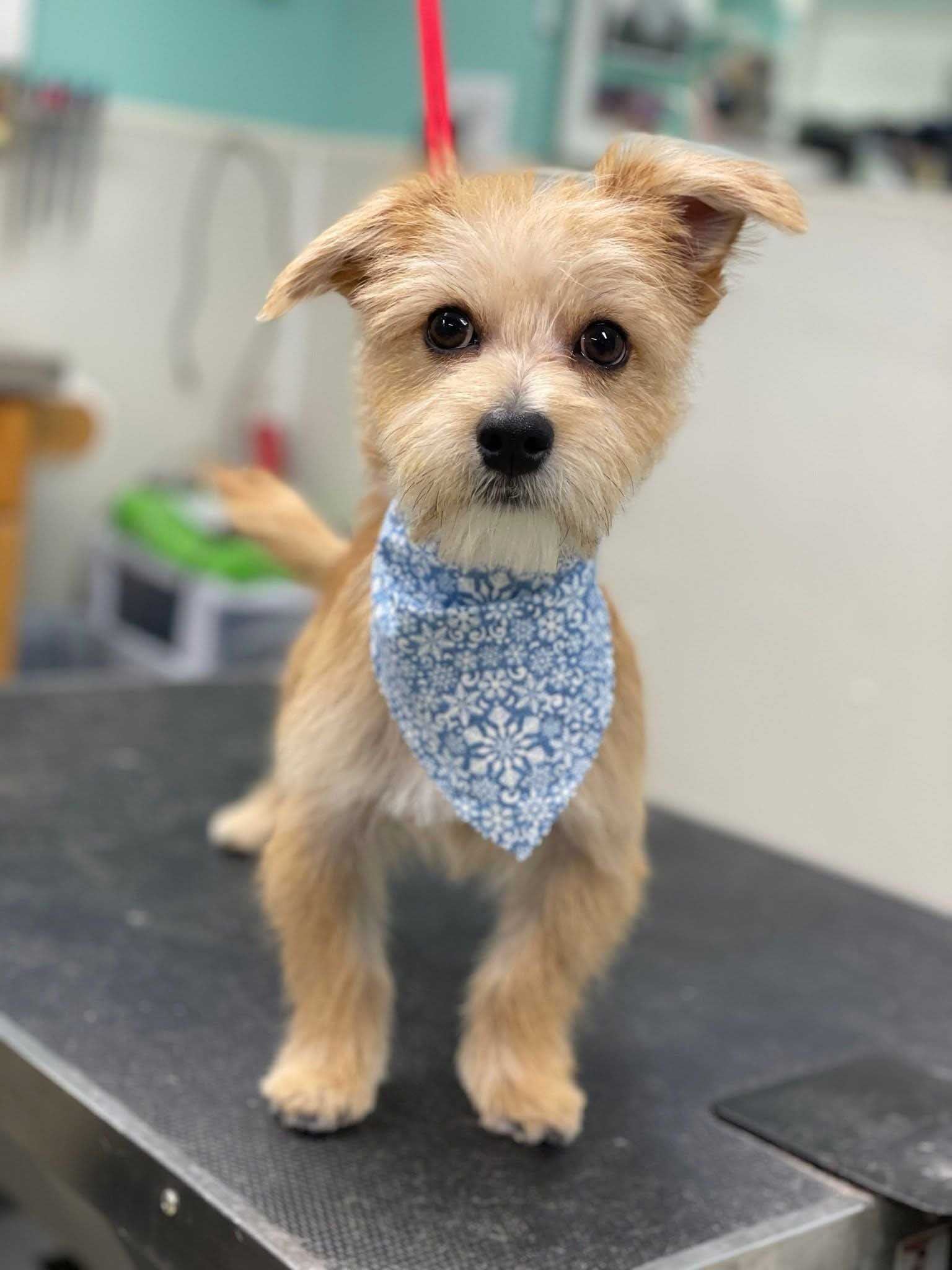 Tan terrier dog wearing a blue floral bandana, standing on a grooming table.