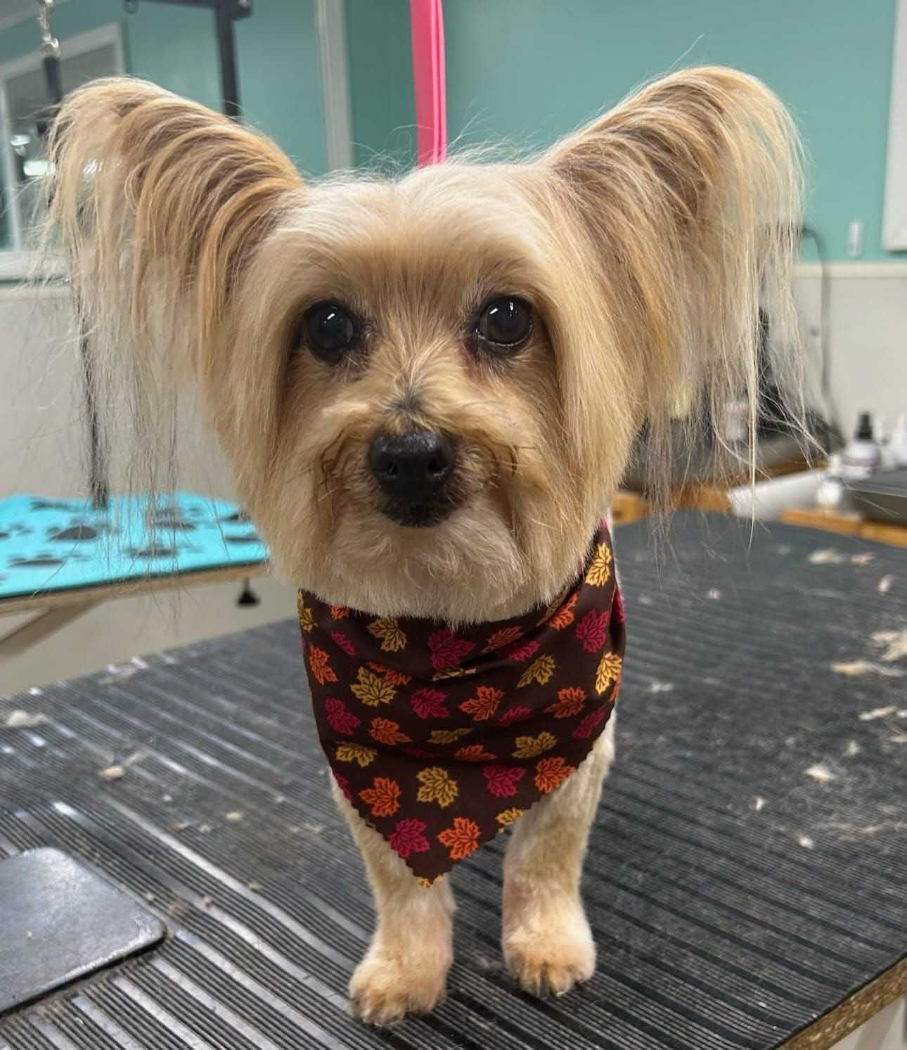 Tan Yorkshire Terrier with long, stylized ear hair, wearing a bandana, and standing on a grooming table.