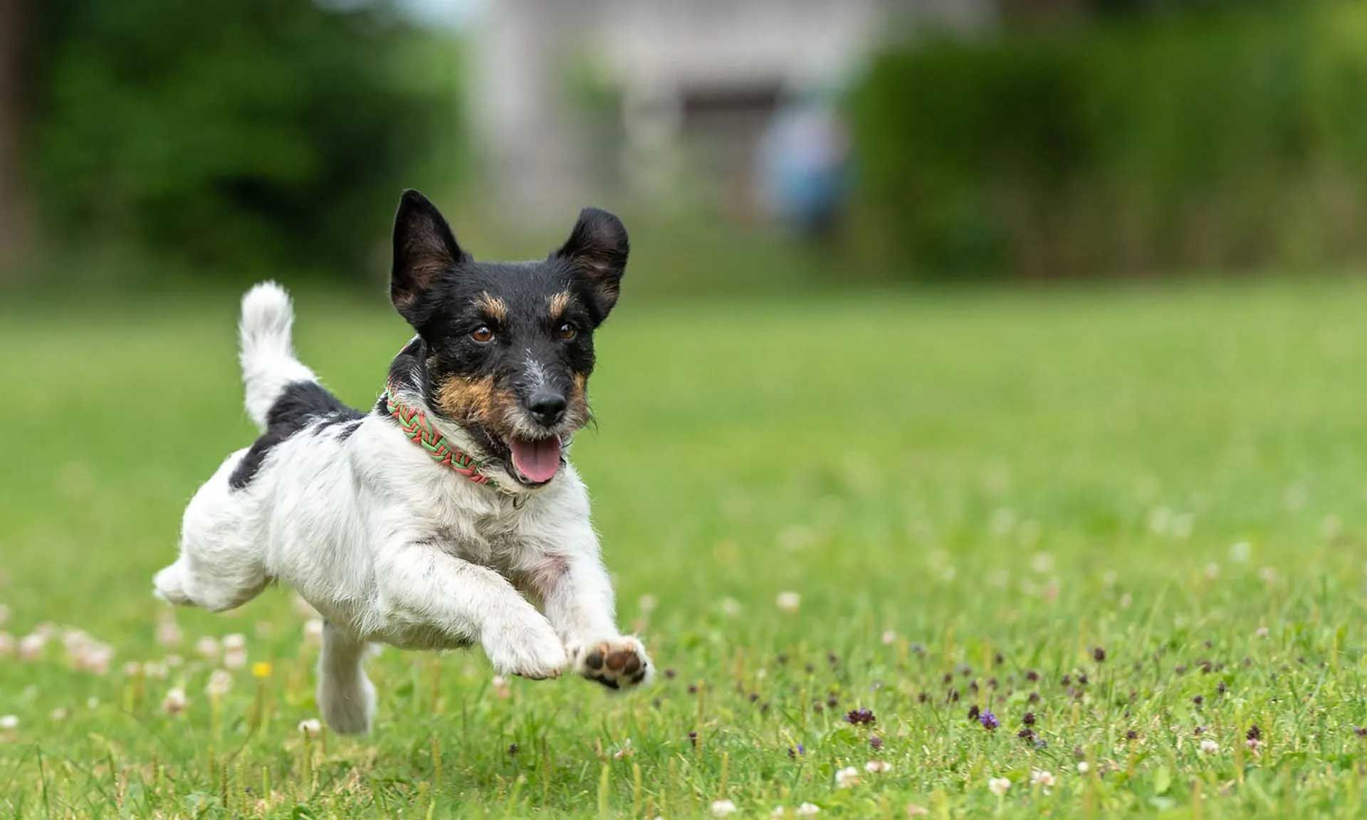 Dog, black and white markings, running on green grass with a happy expression.