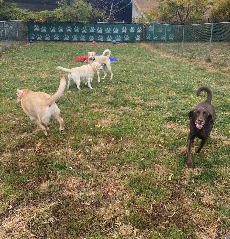 Four dogs running in a grassy outdoor area near a fence. Two are light-colored, one brown, and one beige.