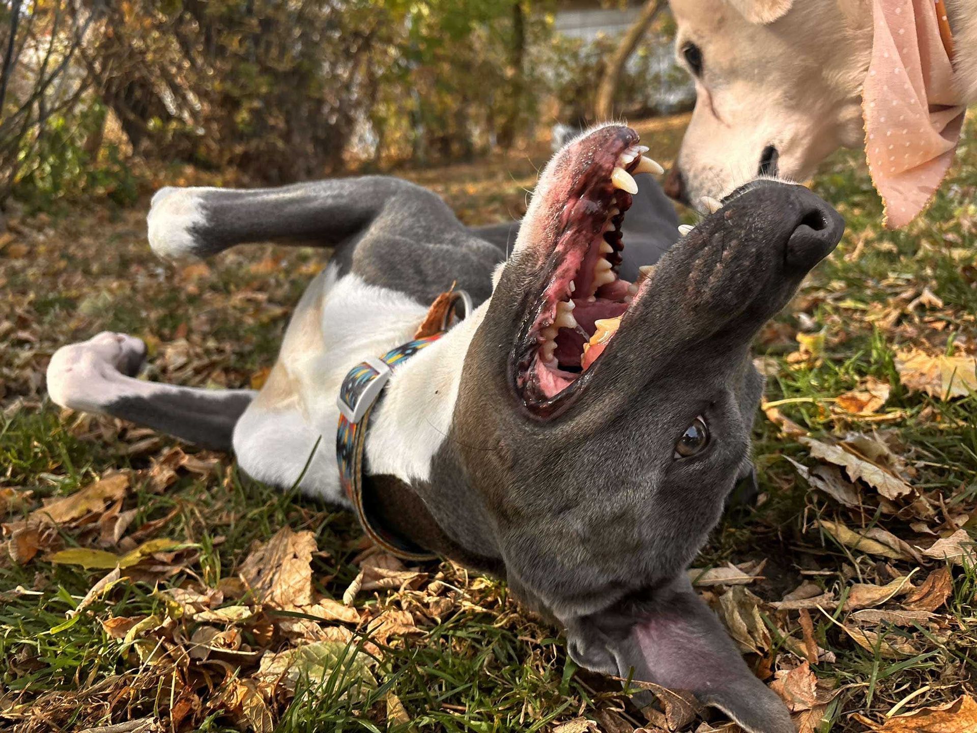 Dog rolling on back with mouth open, another dog looks on. Autumn leaves.