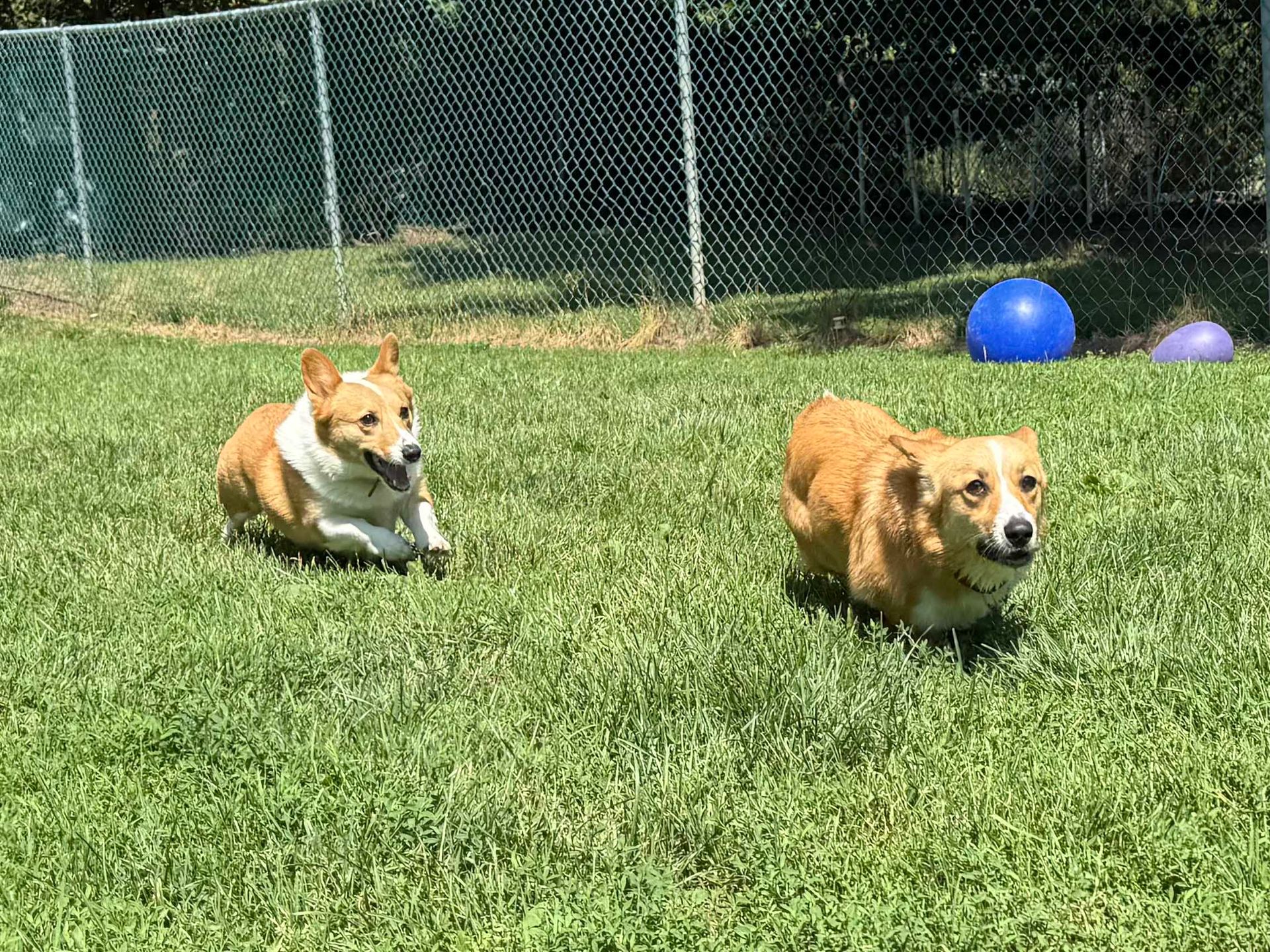 Two corgi dogs on green grass, one running, the other sitting. A blue and a purple ball are nearby, with a fence in the background.