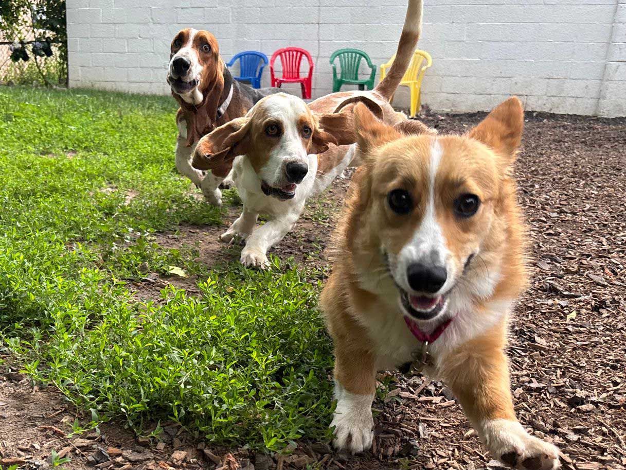 Three dogs running on grass, one corgi smiling at the camera.