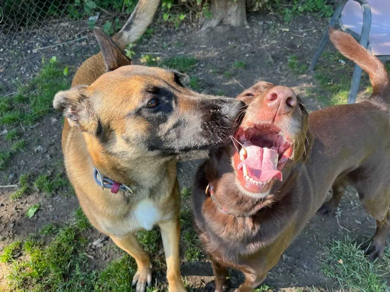 Two dogs, one brown, one tan, interacting. The tan dog nuzzles the brown dog, which has its mouth open.