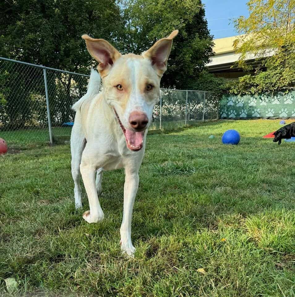 Dog with cream and white fur running on grass, tongue out, in a fenced yard with balls.