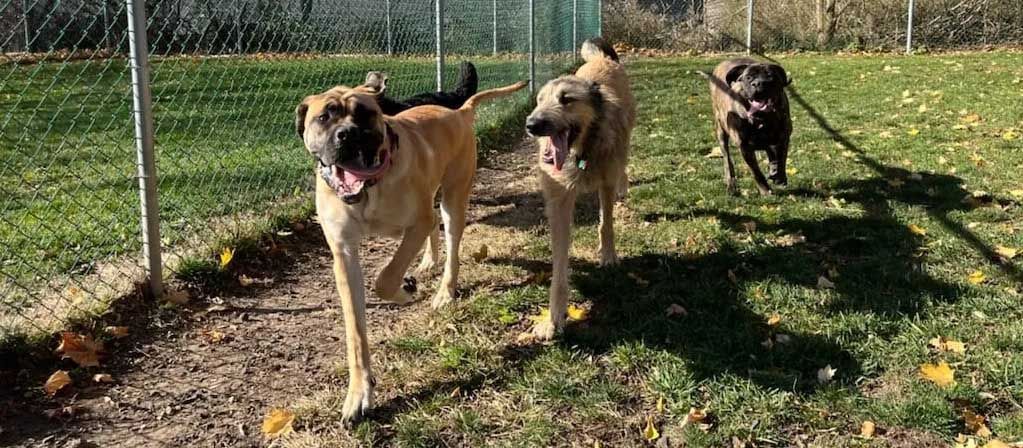Three dogs running in a grassy dog park, chain link fence in background, sunny day.