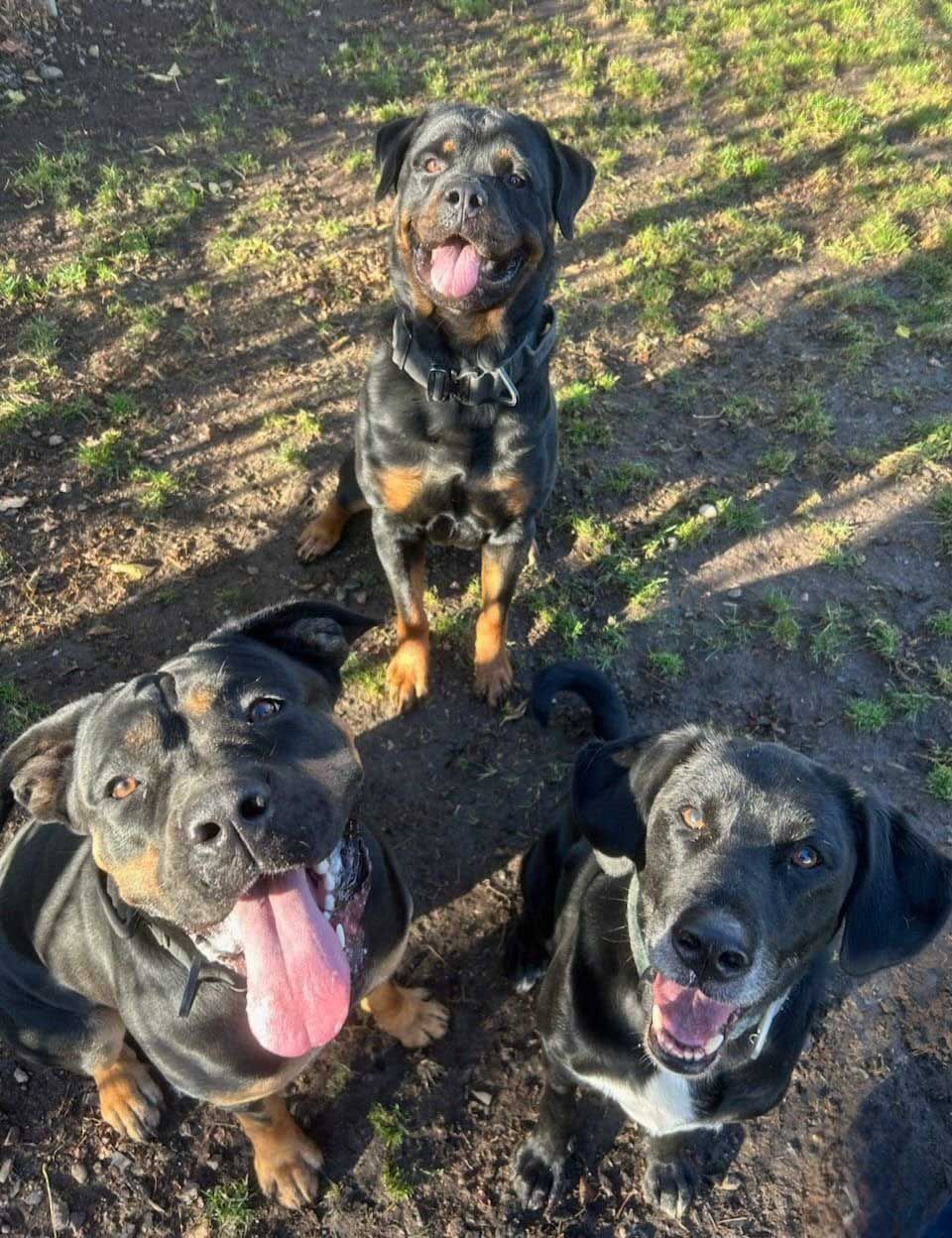 Three dogs with black and brown coats, smiling, sitting on grass, looking up.