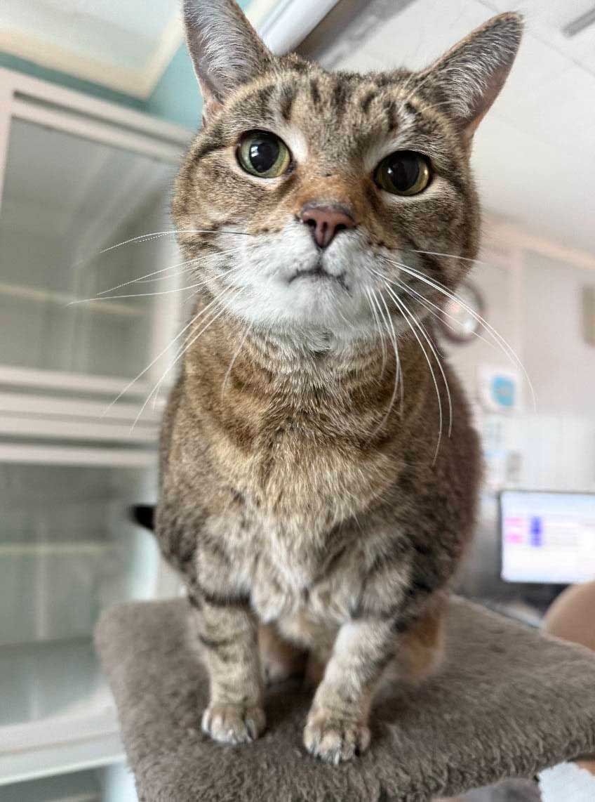 Tabby cat sitting on a small platform, looking directly at the camera.