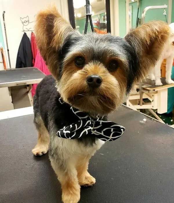 Yorkshire Terrier with stylish haircut and bow tie, at a grooming table.