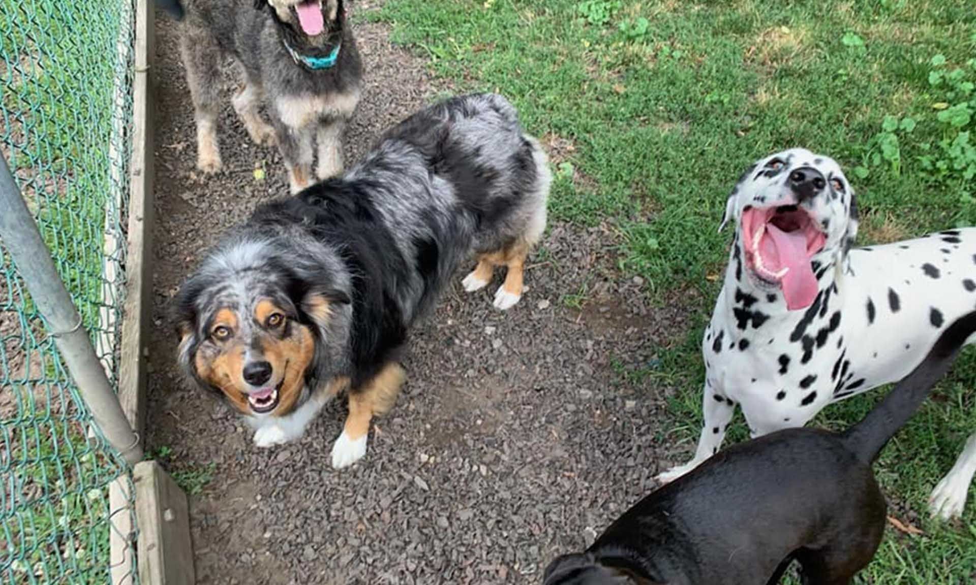 Dogs in a fenced yard: Dalmatian yawning, Aussie looking up, other dogs.