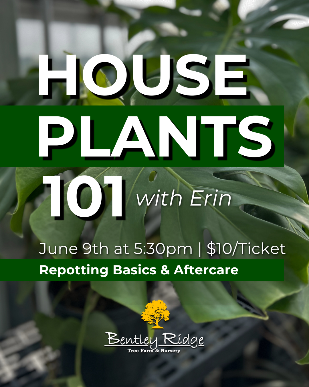 Houseplant repotting class