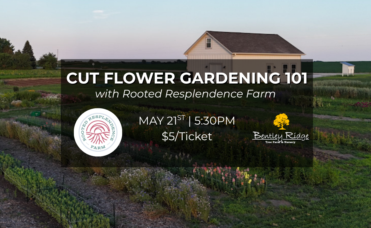 Cut Flower Gardening 101