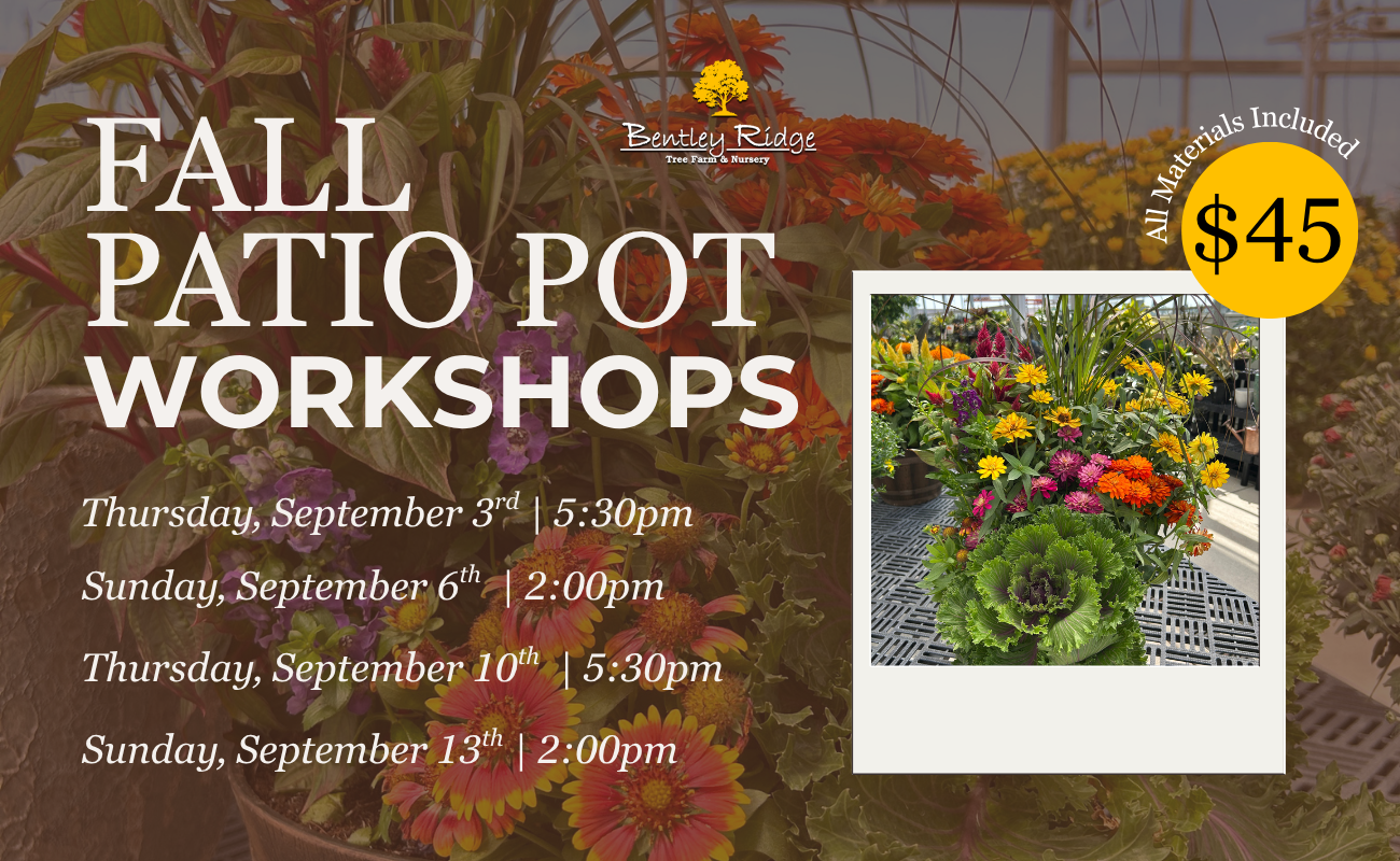 Fall Patio Pot Workshop